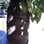 Asset tagging for trees