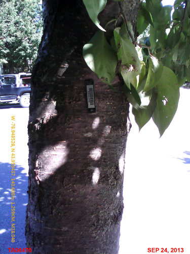 A tagged tree
